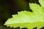 Wild parsnip